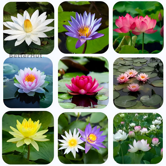 Bonsai Lotus Flower Seeds (50pc)