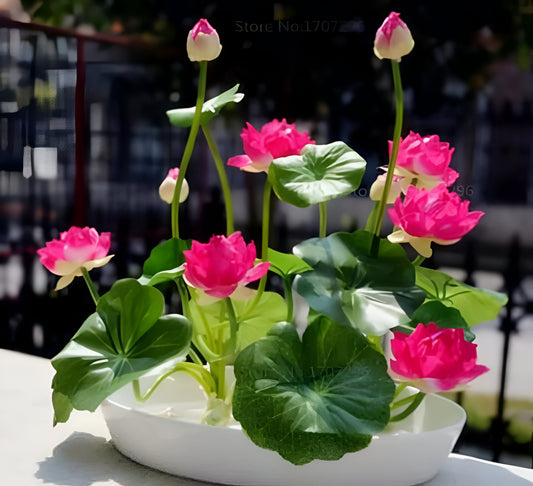 Bonsai Lotus Flower Seeds (50pc)